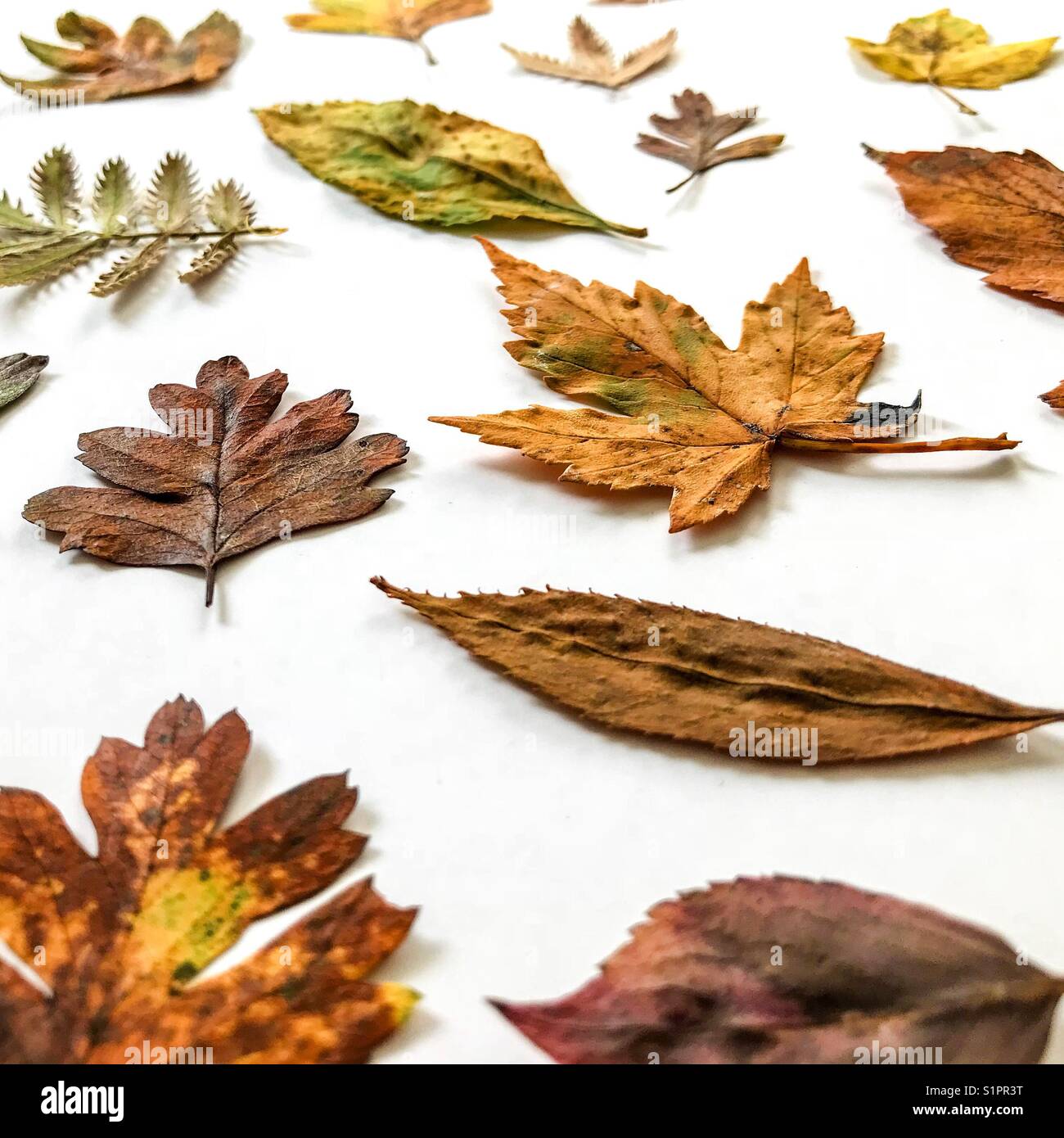 Autumn leaves isolated on a white background Stock Photo - Alamy