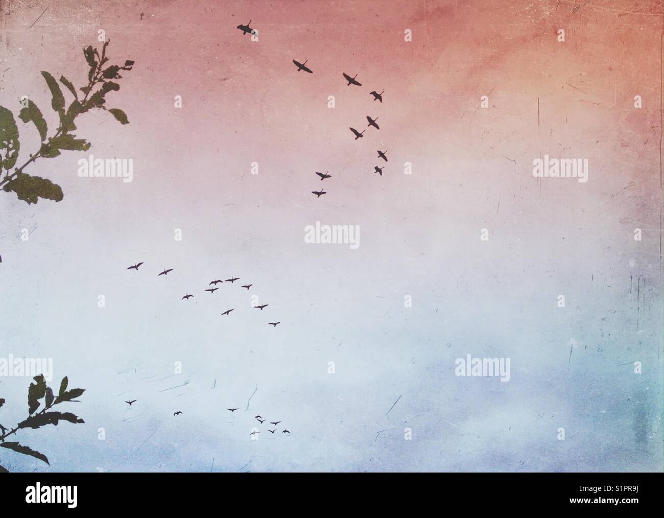 Geese flying in sky - Smartphone Captured Stock Image