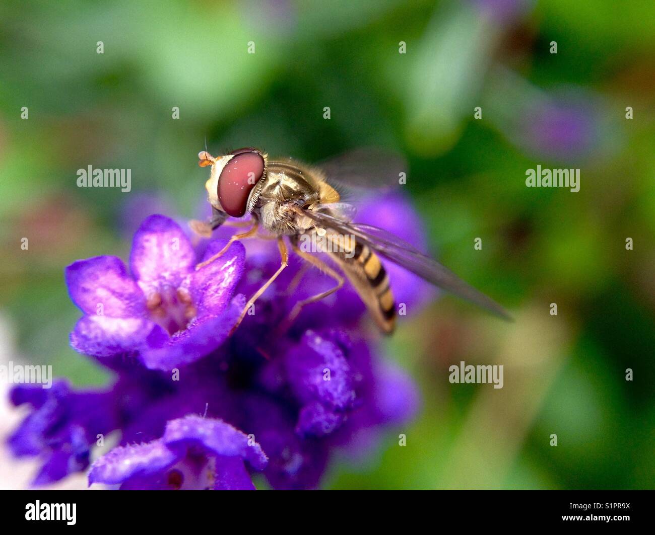 Hoverfly on a lavendar flower Stock Photo
