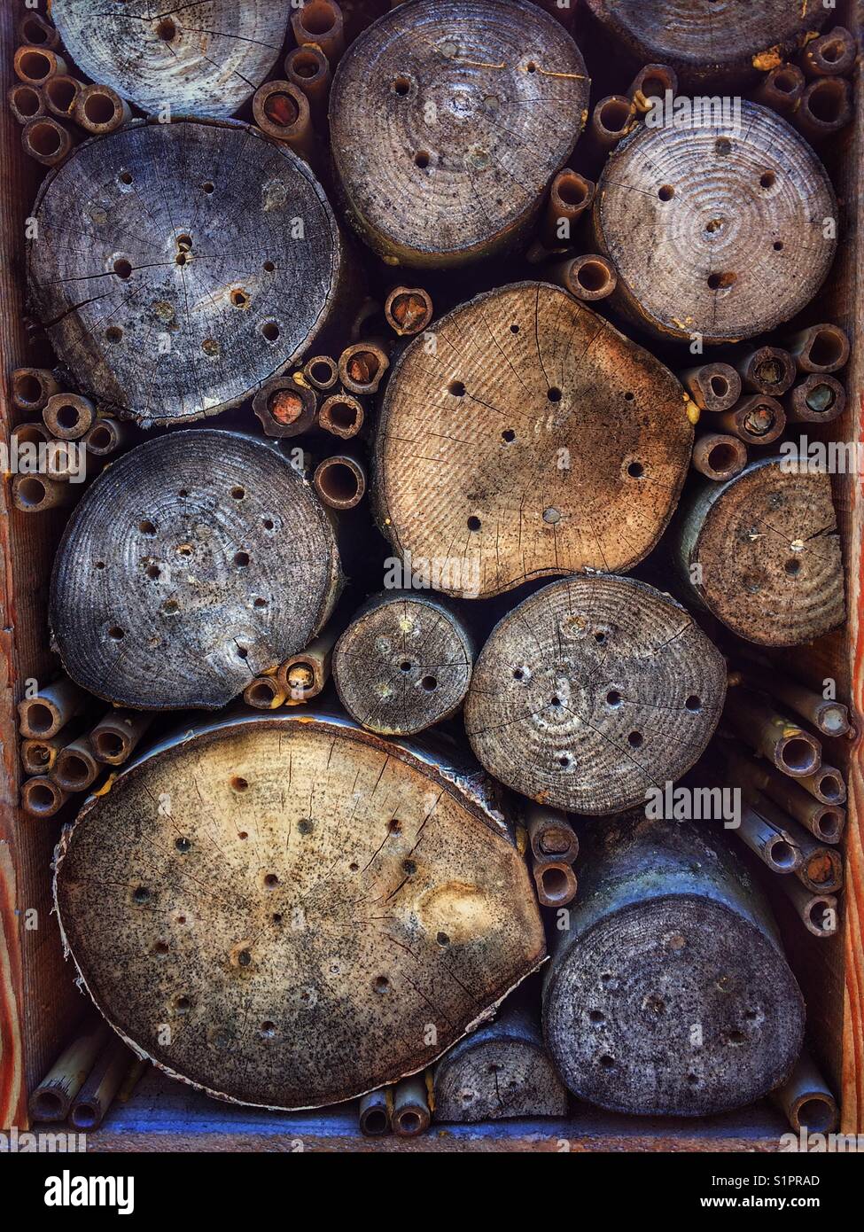 Insect hotel made from logs and canes to encourage winter hibernating insects. - Smartphone Captured Stock Image