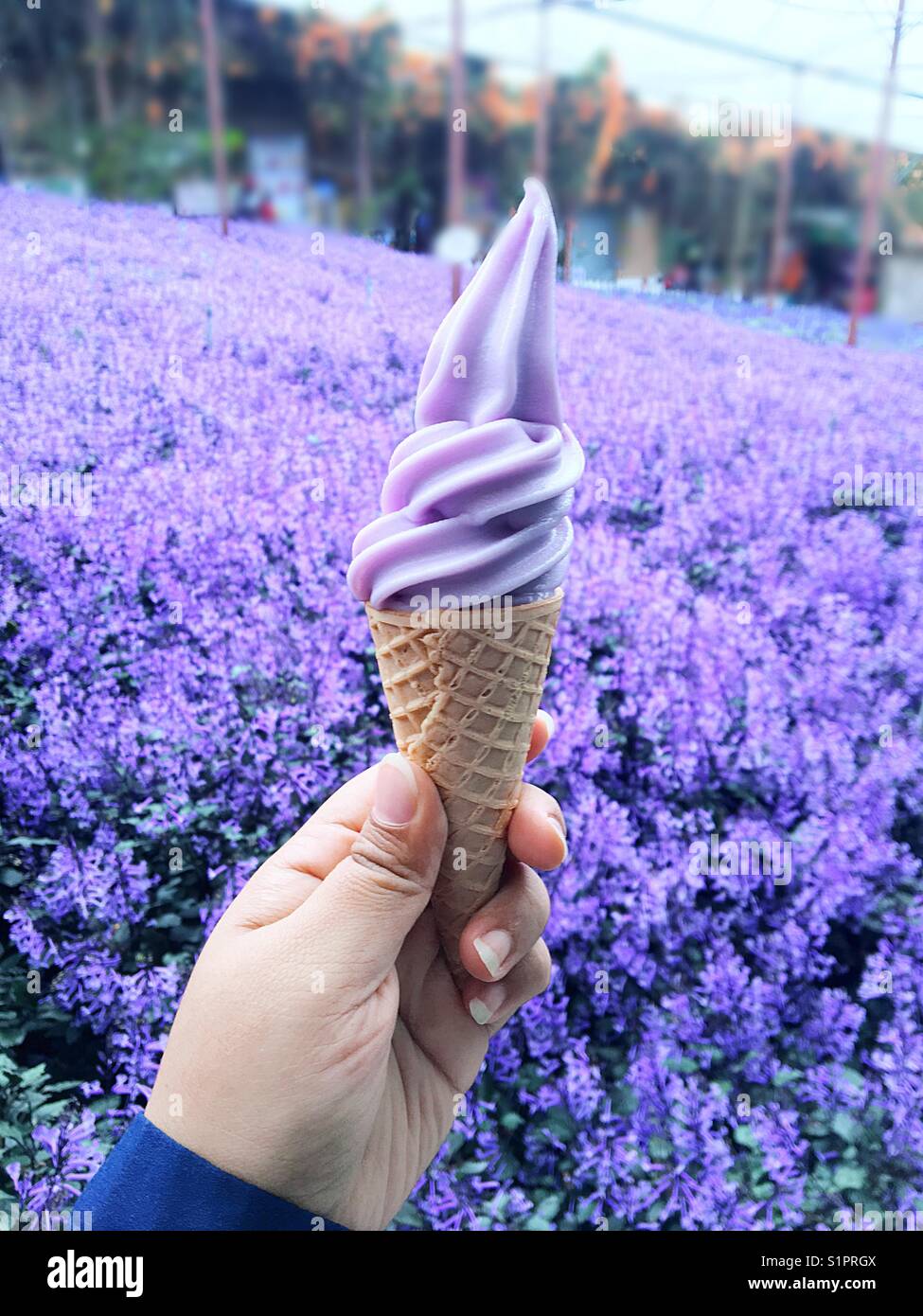 Lavender ice cream,taste like a home fragrance 😆 Stock Photo