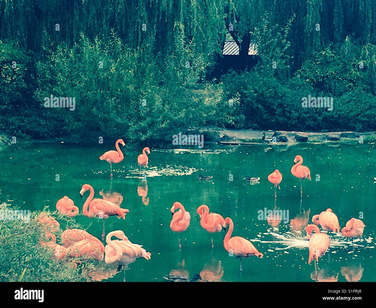 Blue Sea of Flamingos Stock Photo