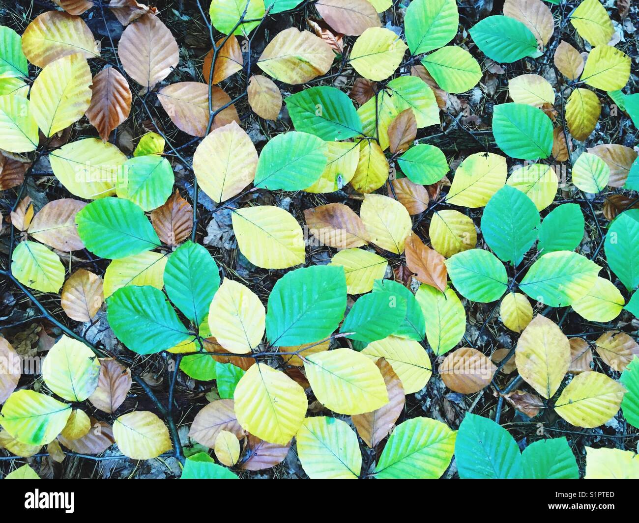 Colourful leaves - Smartphone Captured Stock Image
