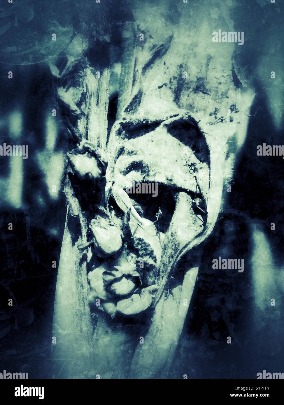 “See the face?” Dry, withered leaves of a single cornstalk revealing a mysterious and scary face hiding within a corn maze, Autumn, harvest time. - Smartphone Captured Stock Image