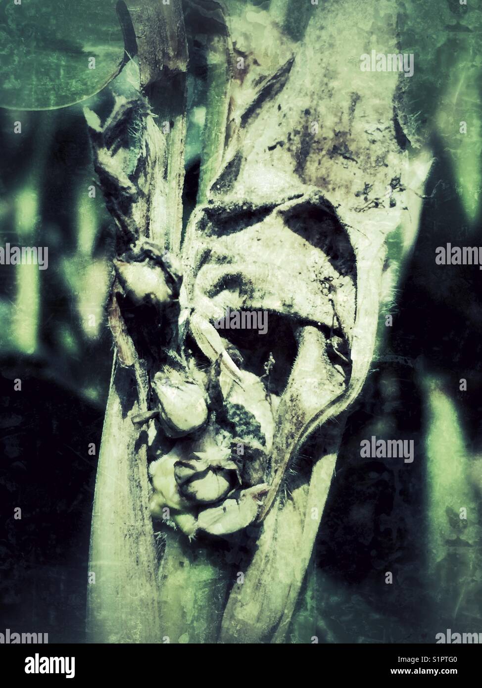 “See the face?” Dry, withered leaves of a single cornstalk revealing a mysterious and scary face hiding within a corn maze, Autumn, harvest time. - Smartphone Captured Stock Image