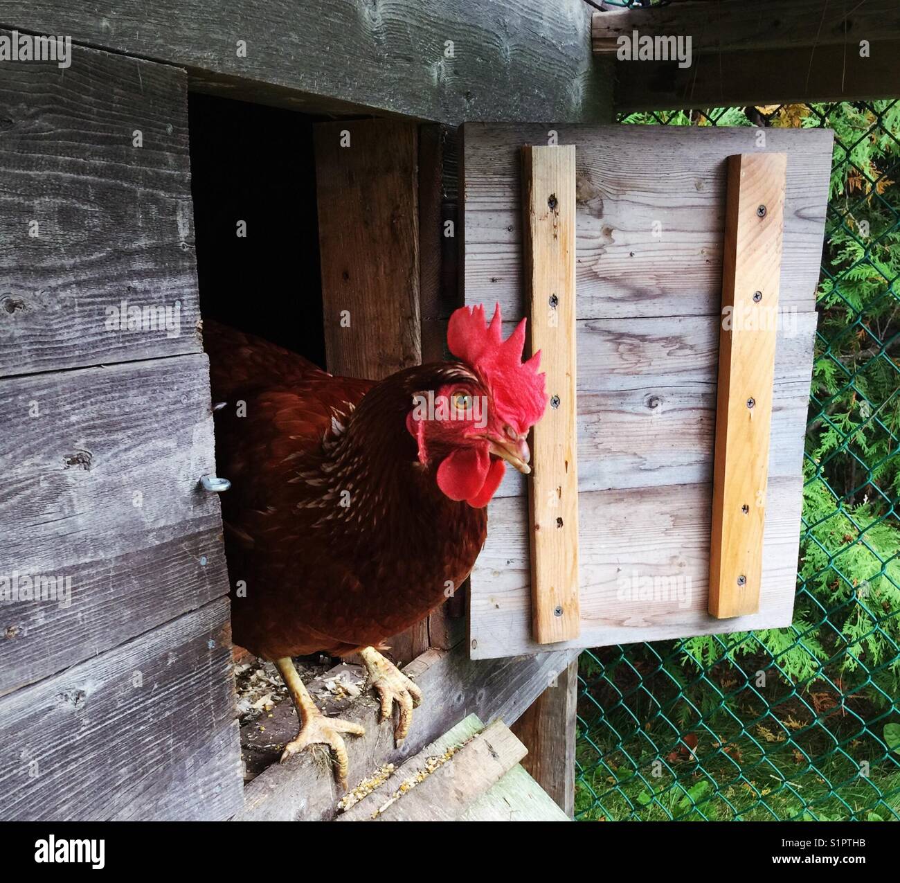 Rhode Island Red chicken standing in doorway of coop looking at camera - Smartphone Captured Stock Image