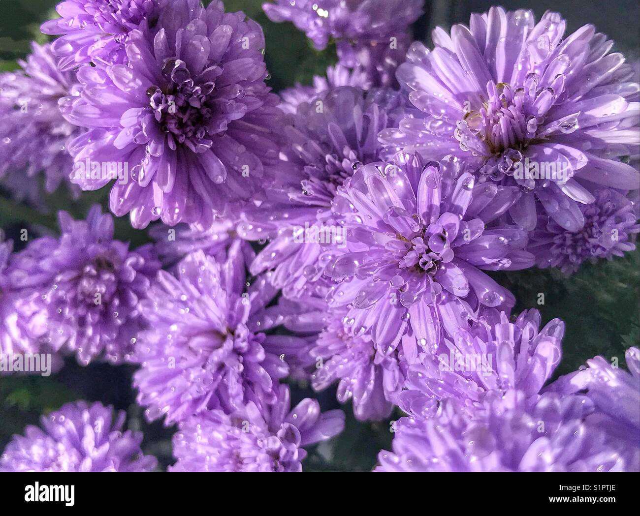 Purple Henry asters covered in water droplets in sunlight, Symphyotrichum novi-belgii - Smartphone Captured Stock Image