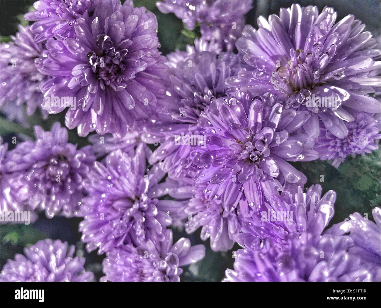 Purple Henry aster flowers covered with water droplets with abstract effects, Symphyotrichum novi-belgii Stock Photo