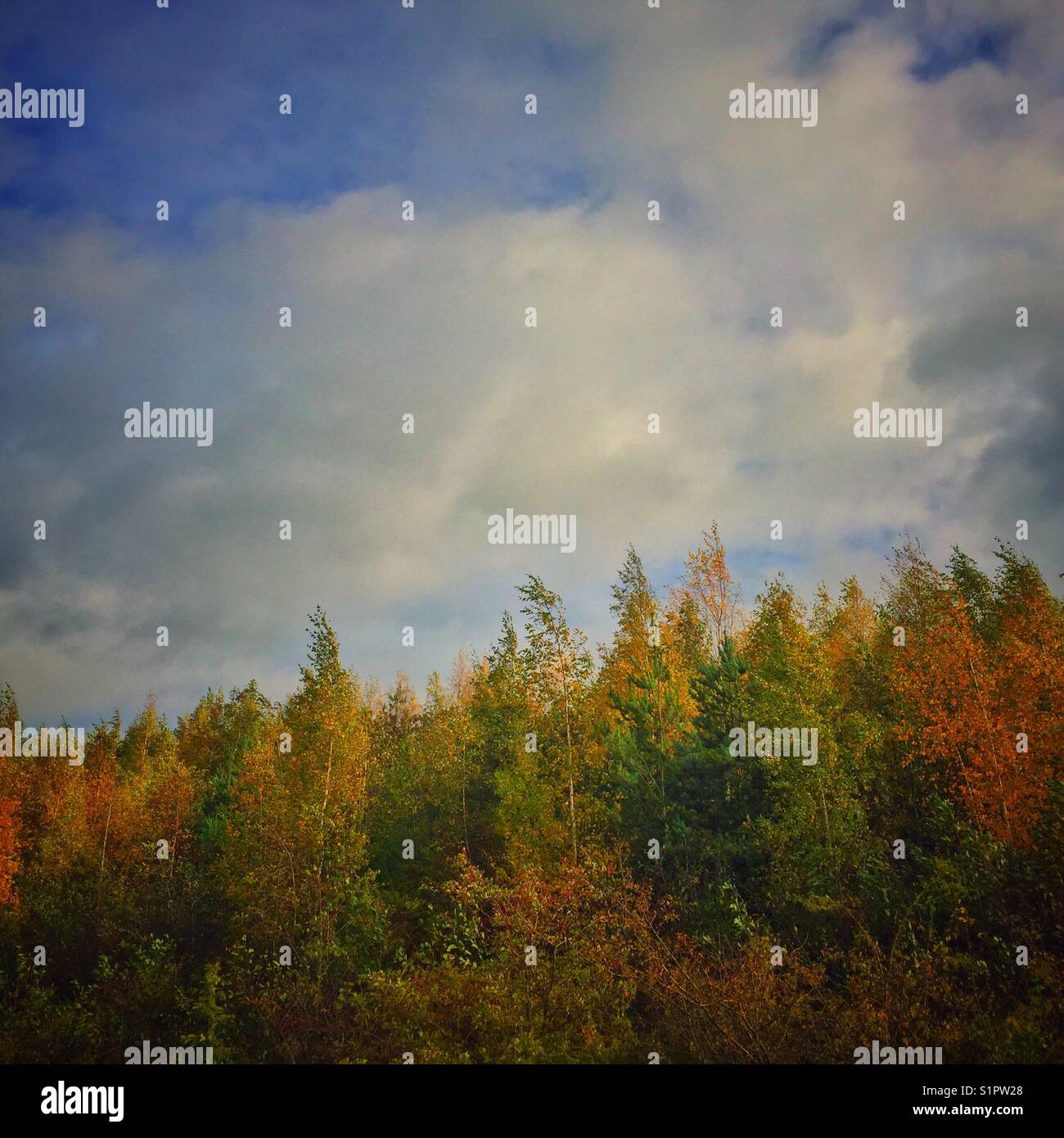 Autumn colour on silver birch trees. - Smartphone Captured Stock Image