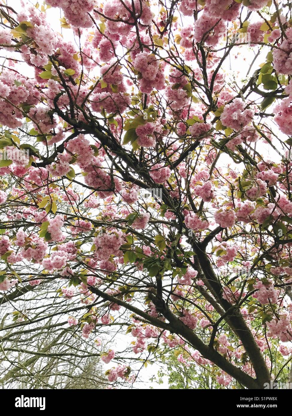 Pink flower tree in spring Stock Photo Alamy