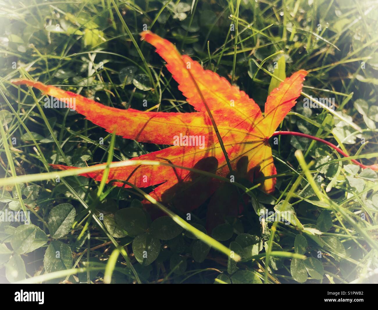 Fallen maple leaf backlit on green grass Stock Photo - Alamy