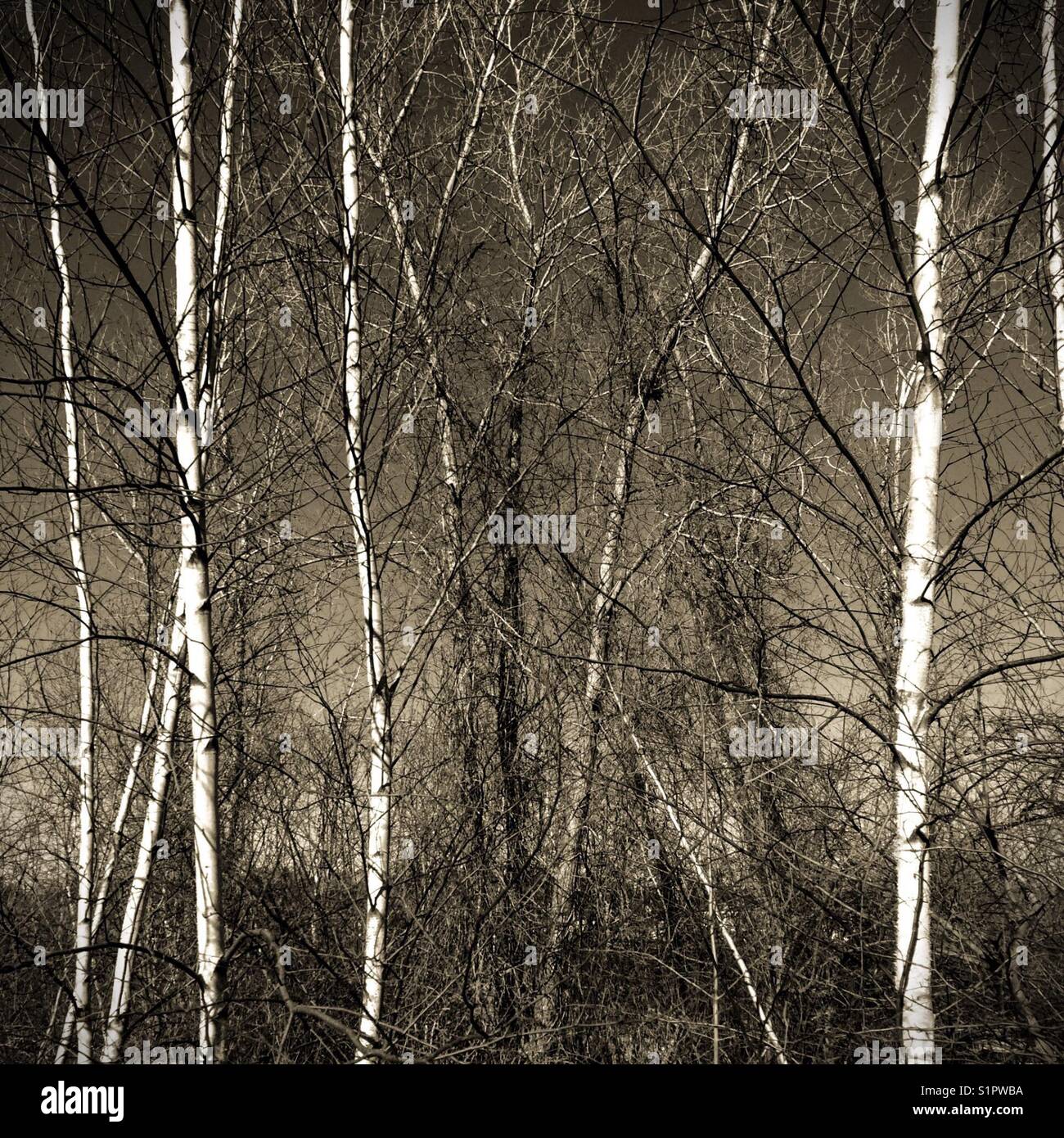 Birch trees - Smartphone Captured Stock Image