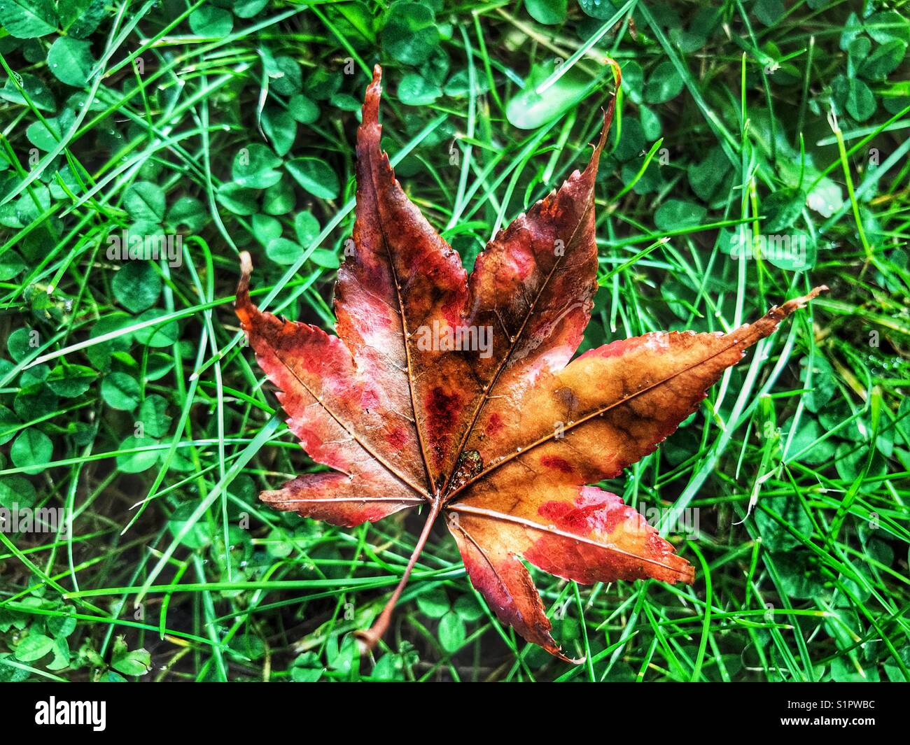 Fallen autumn maple leaf on grass with few - Smartphone Captured Stock Image