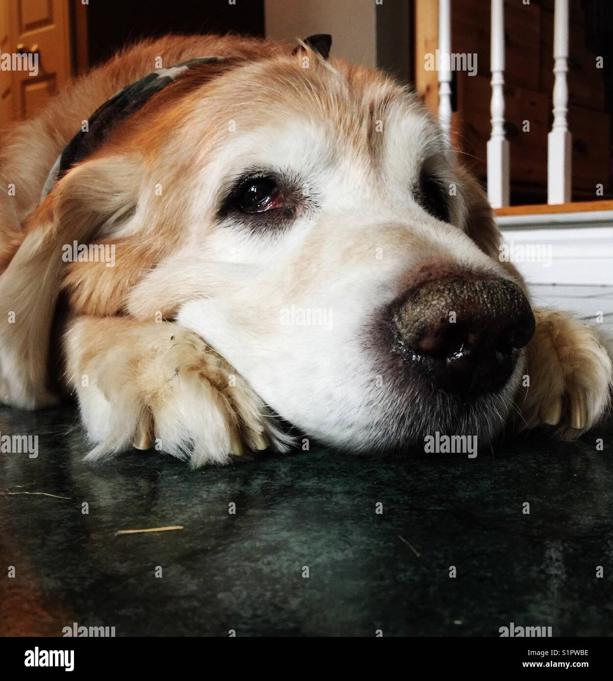 Dark golden retriever hi-res stock photography and images - Alamy
