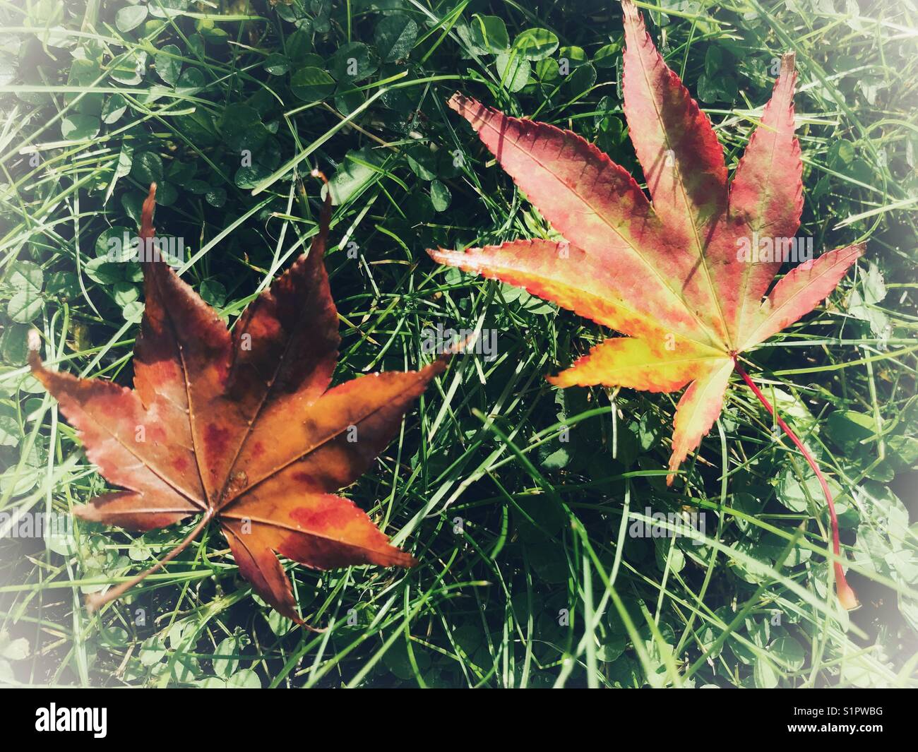 Maple leaves on wet grass in autumn - Smartphone Captured Stock Image