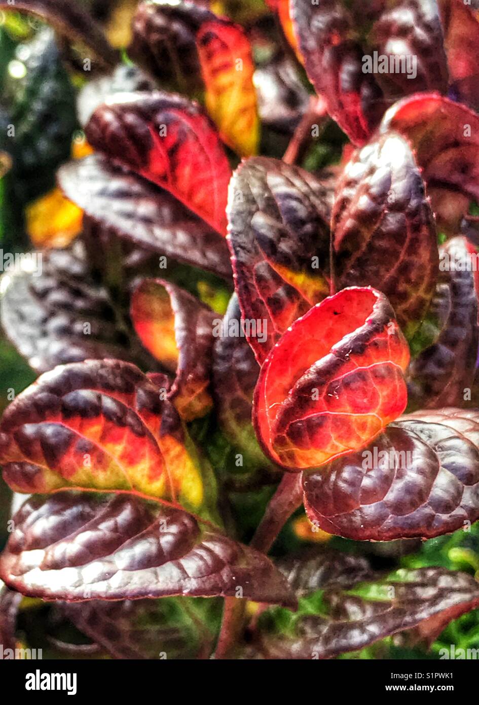 Leucothoe axillaris “Curly Red” Stock Photo