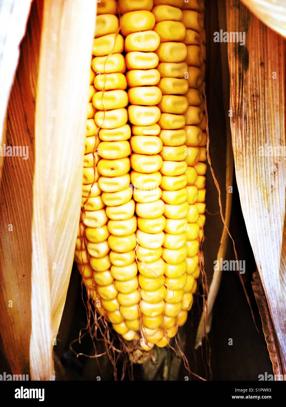 Corn husk hires stock photography and images Alamy