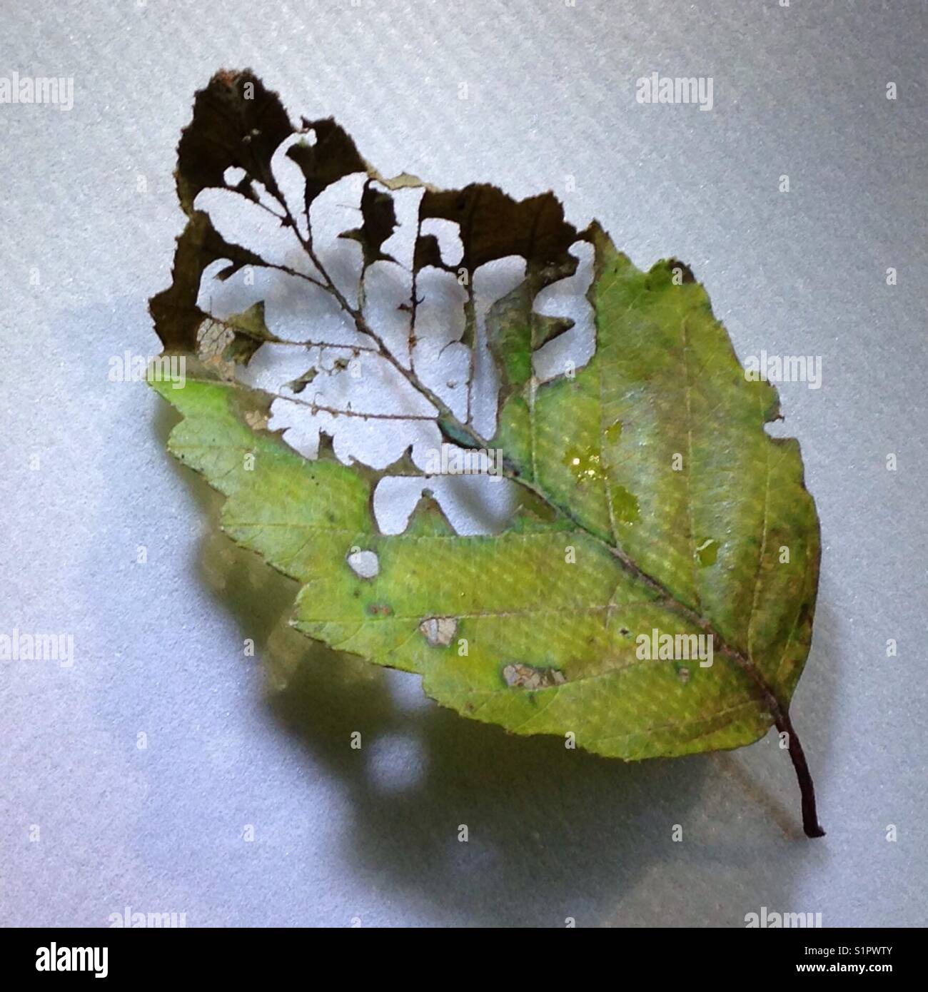 Decomposing leaf isolated on white background Stock Photo