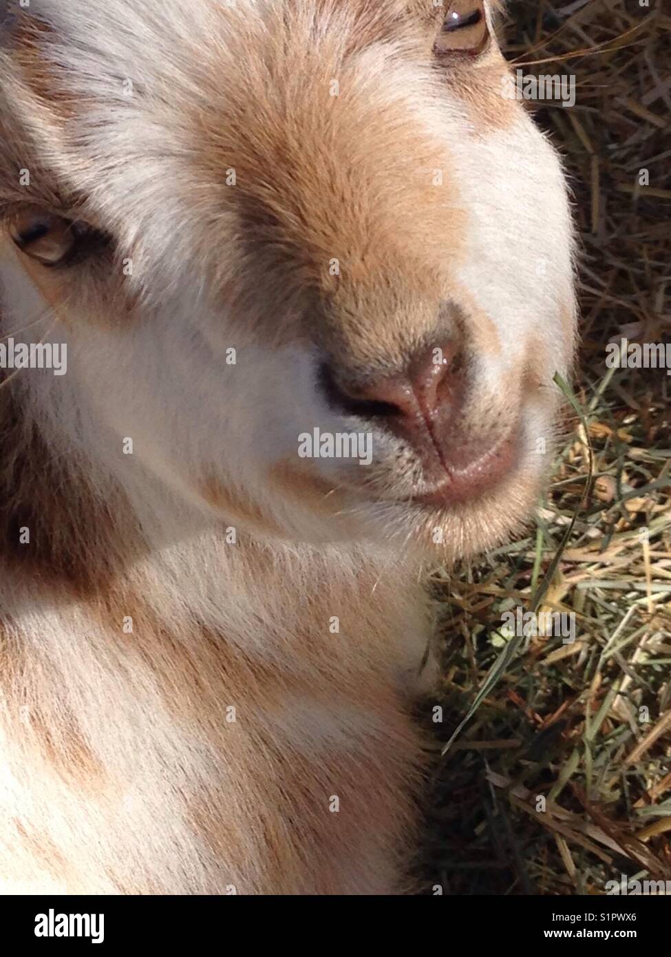 Petting a young, friendly goat Stock Photo