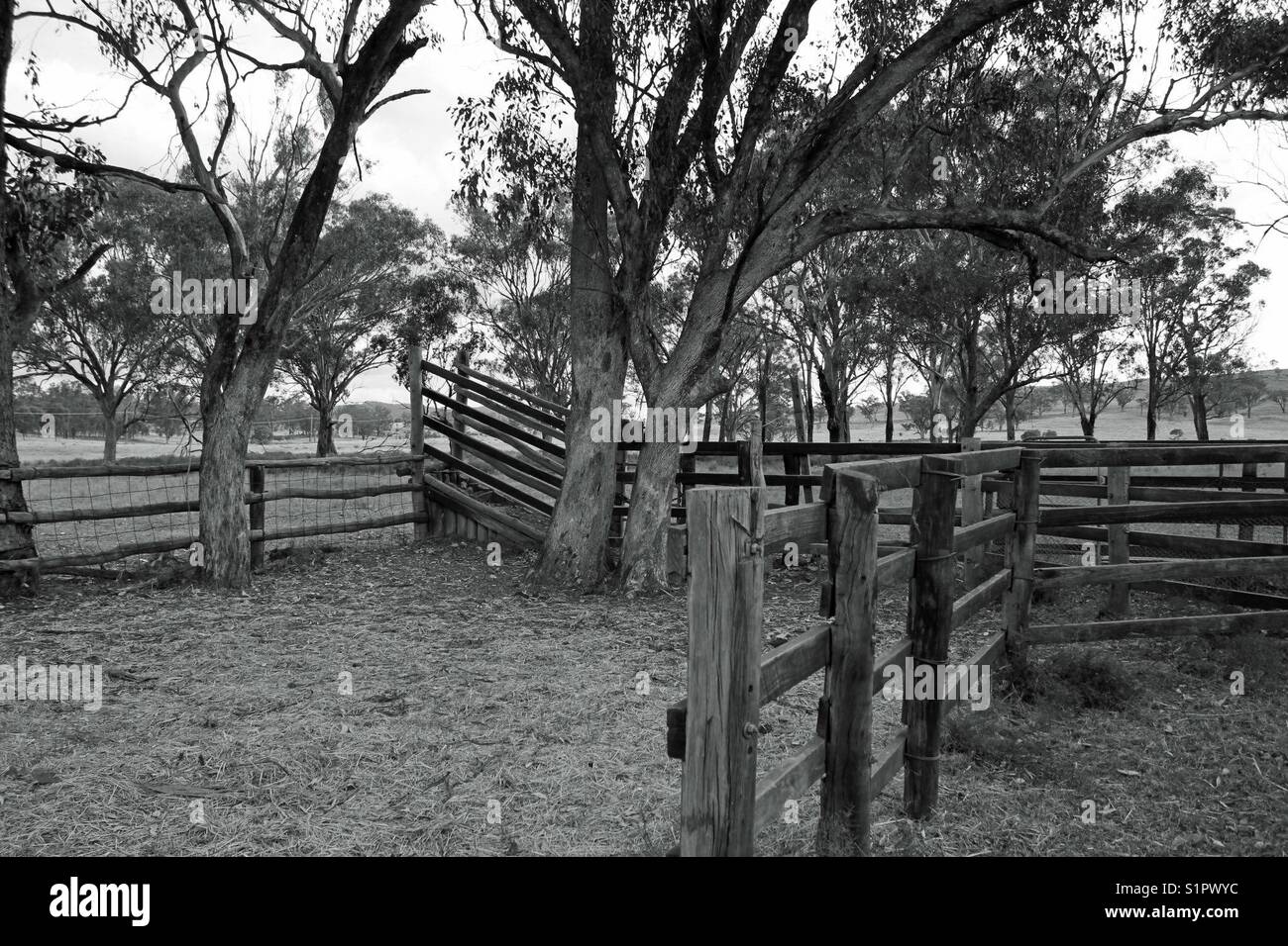 Cattle loading yard in black and white - Smartphone Captured Stock Image