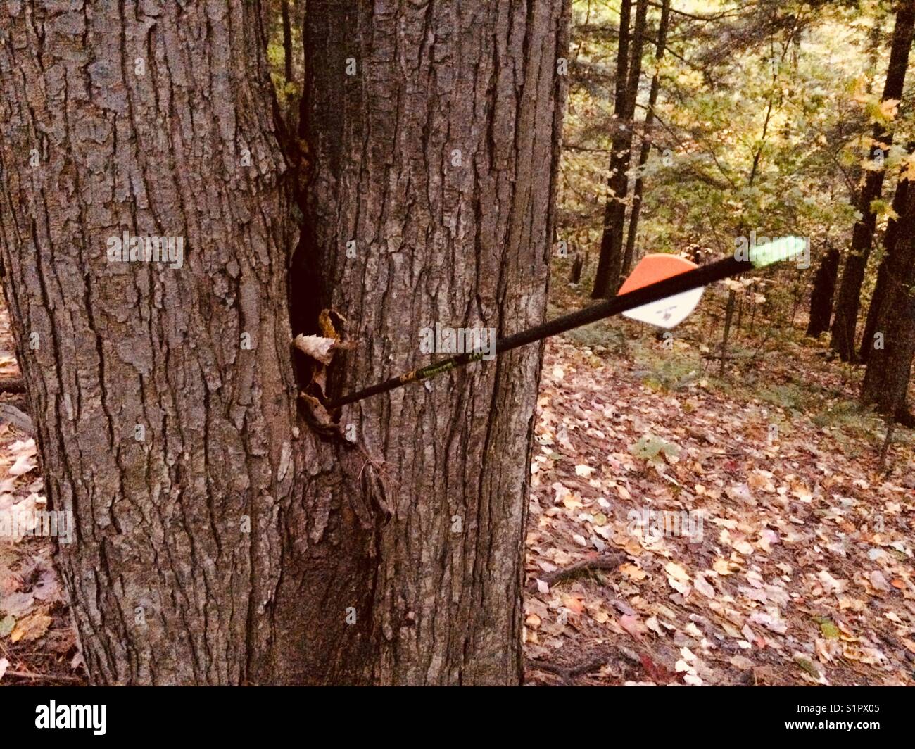 Arrow shot into tree split. Stock Photo