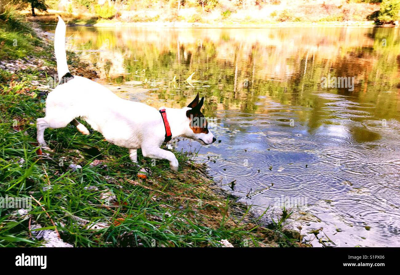 Dog on beach walking towards water. Stock Photo