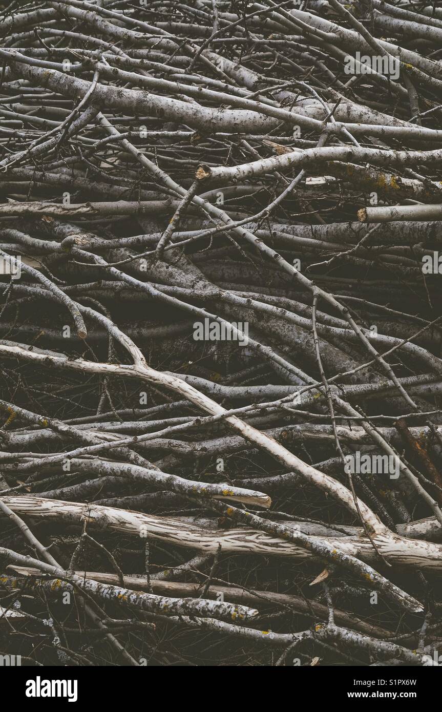 Cut branches. Textured, abstract photography. Stock Photo