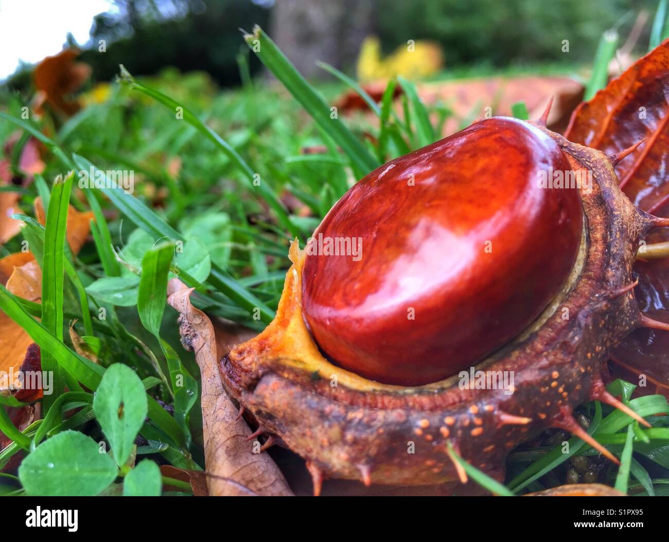 Chestnut in its spiky fruit shell Stock Photo