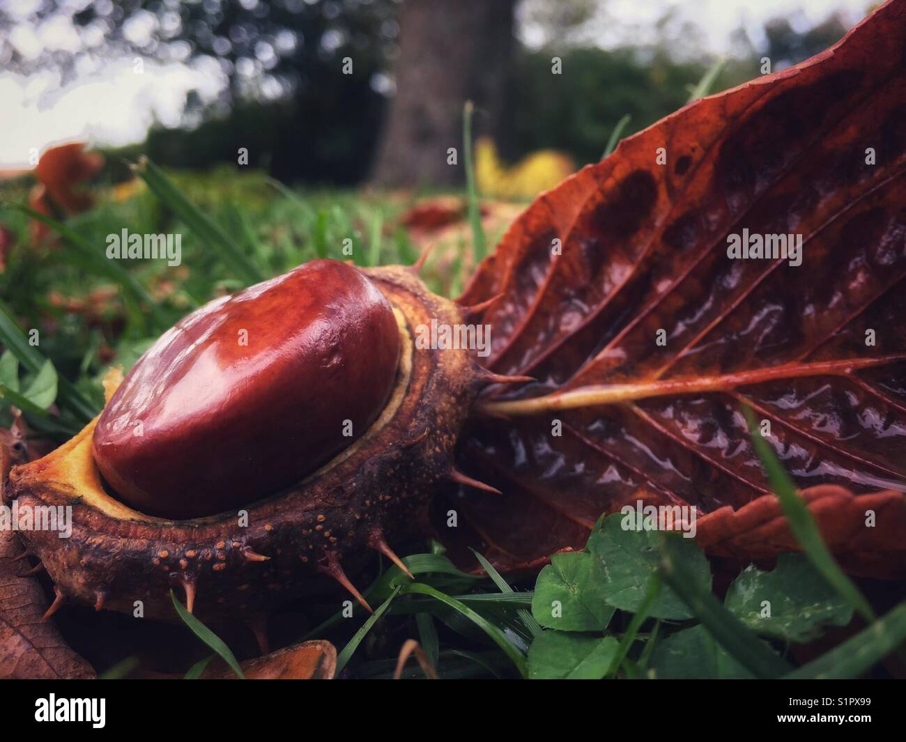 Spiky fruit shell with chestnut Stock Photo