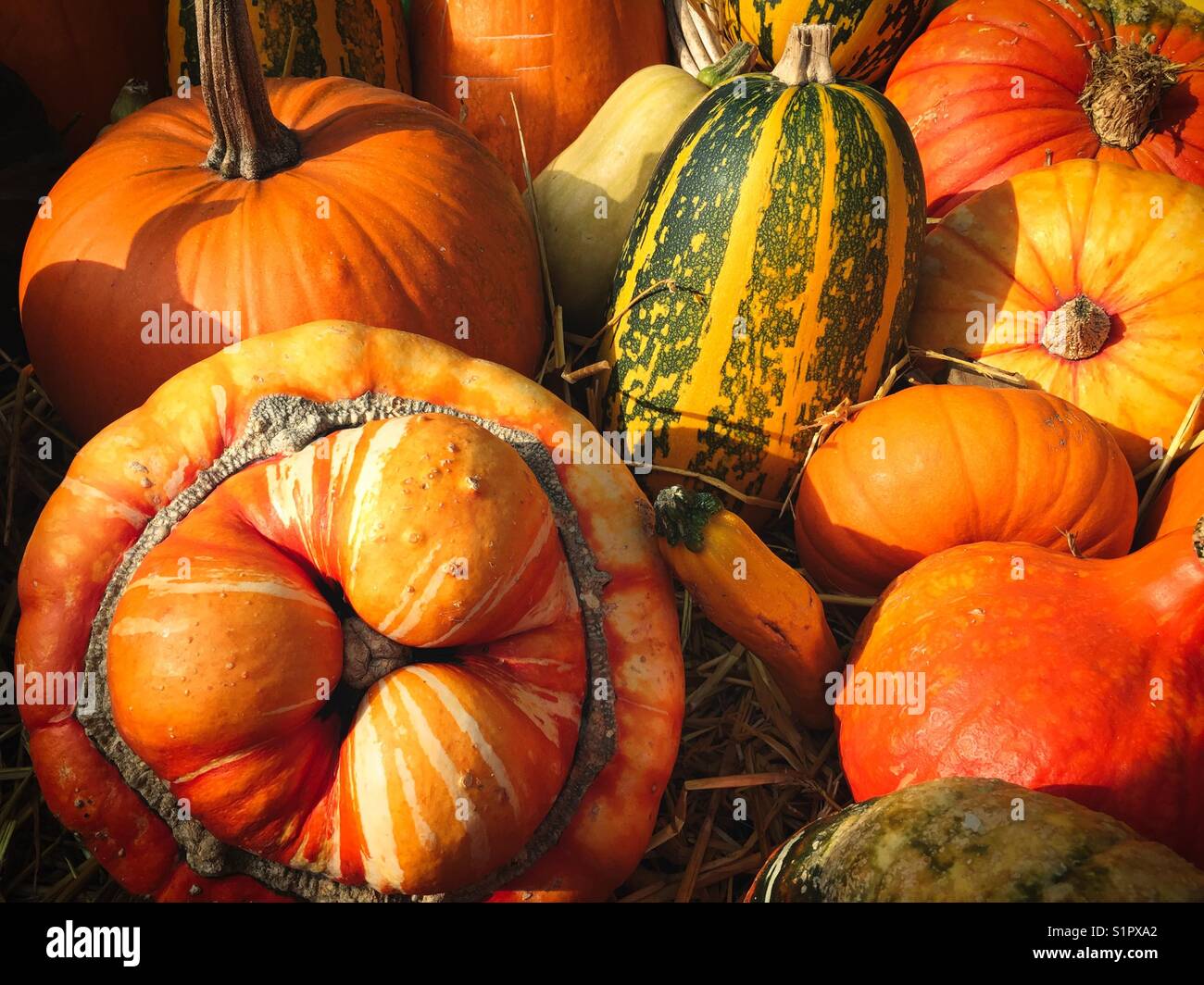 Squashes and pumpkins Stock Photo