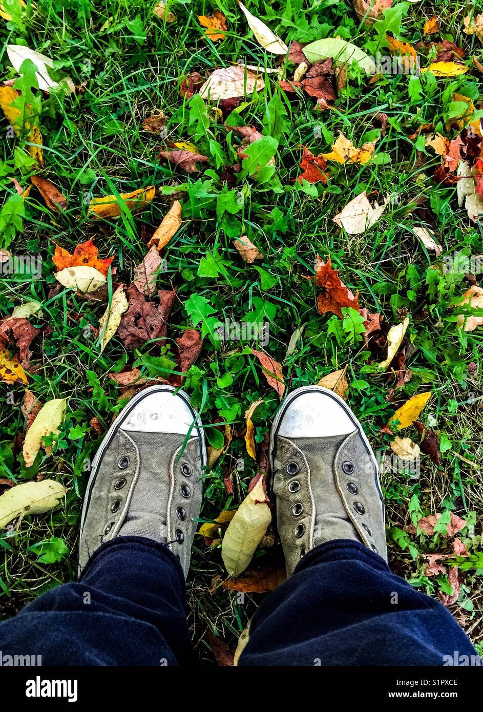 Birdseye view of person standing on grassy ground covered in colourful autumn leaves - Smartphone Captured Stock Image