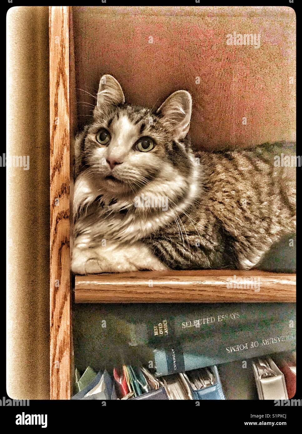 Cat on a bookshelf Stock Photo