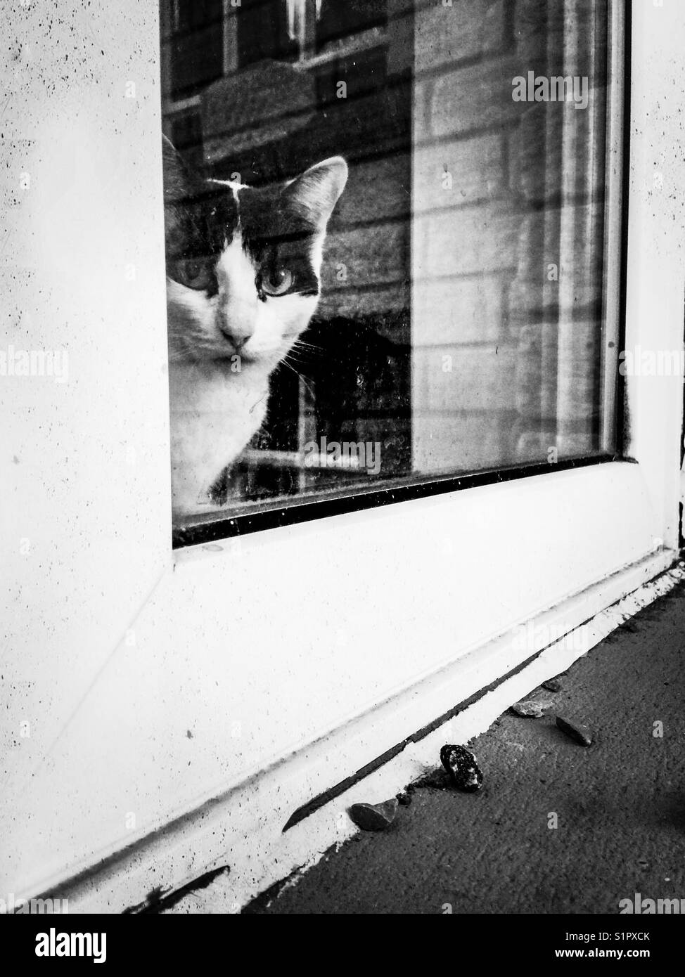Small black and white tuxedo cat looking out window from inside Stock ...