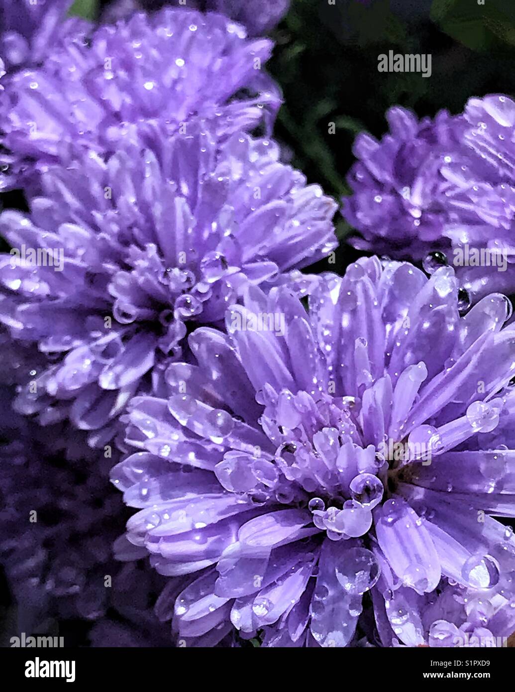 Purple Henry aster flowers covered with water droplets, Symphyotrichum novi-Belgium Stock Photo