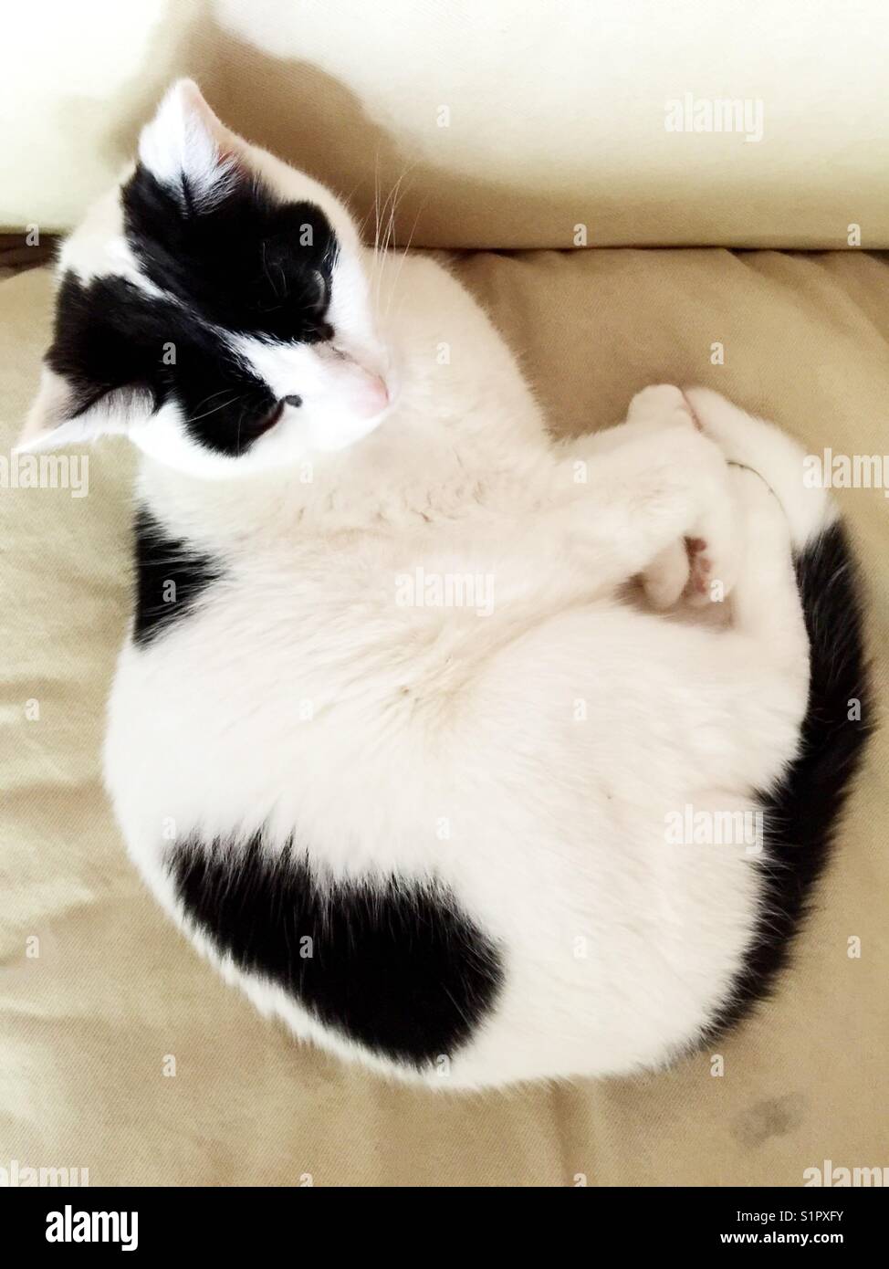 Tuxedo cat with interesting markings curled up on sofa Stock Photo