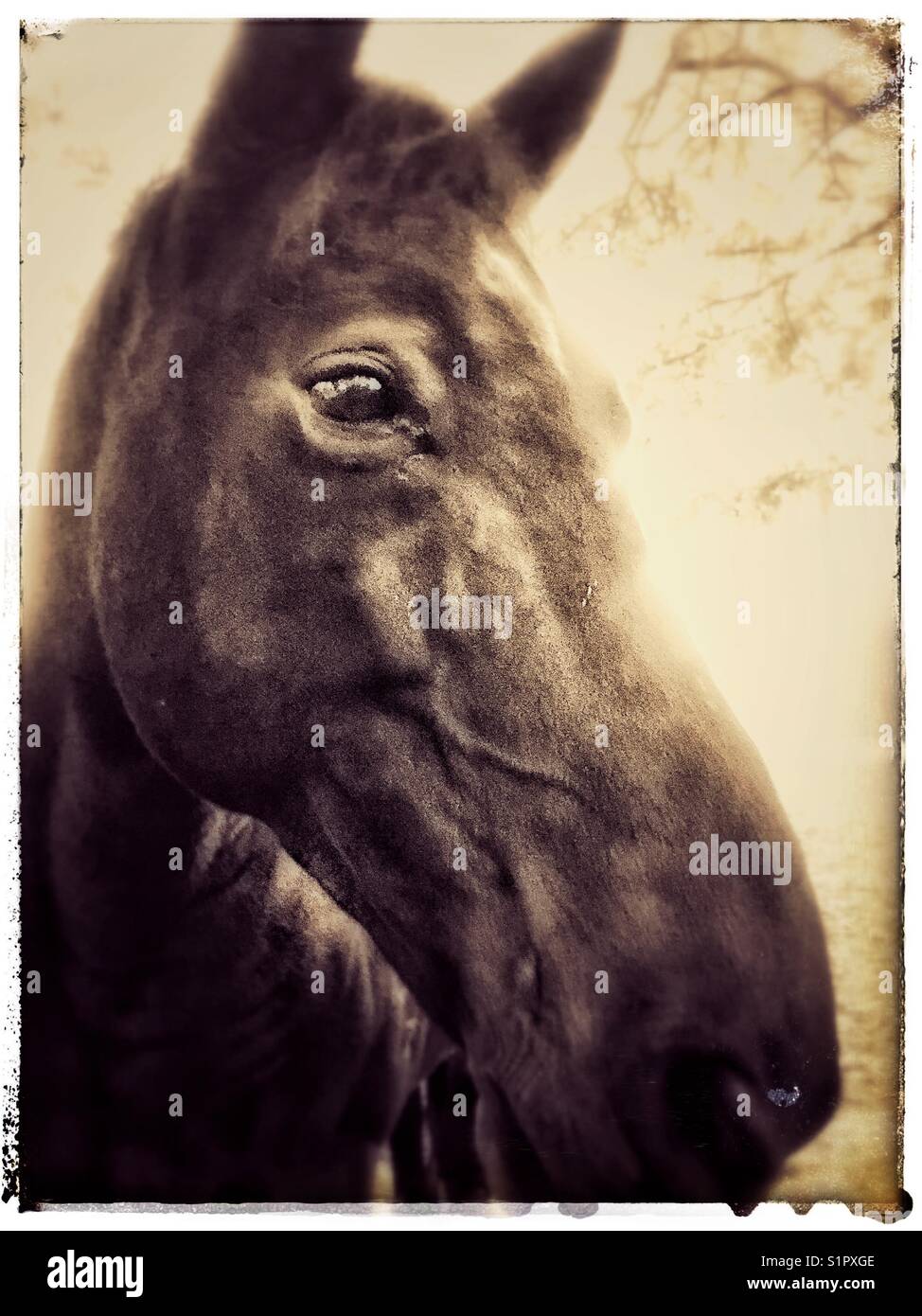 Powerful black horse hi-res stock photography and images - Alamy