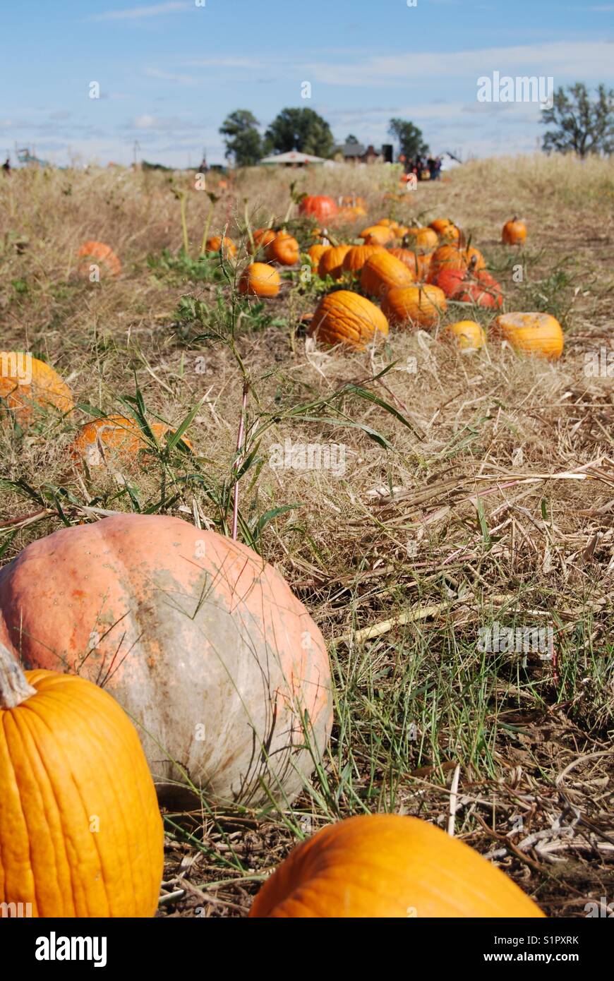 Pumpkin patch Stock Photo