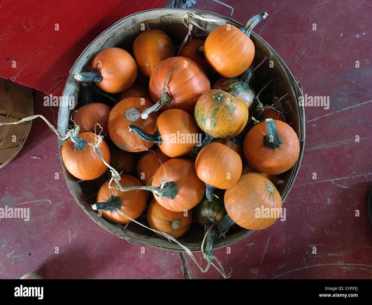 Thanksgiving pumpkin and squash Stock Photo