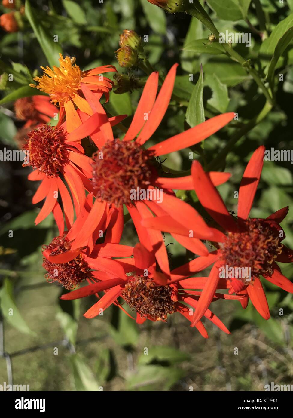 Mexican flame vine Stock Photo - Alamy