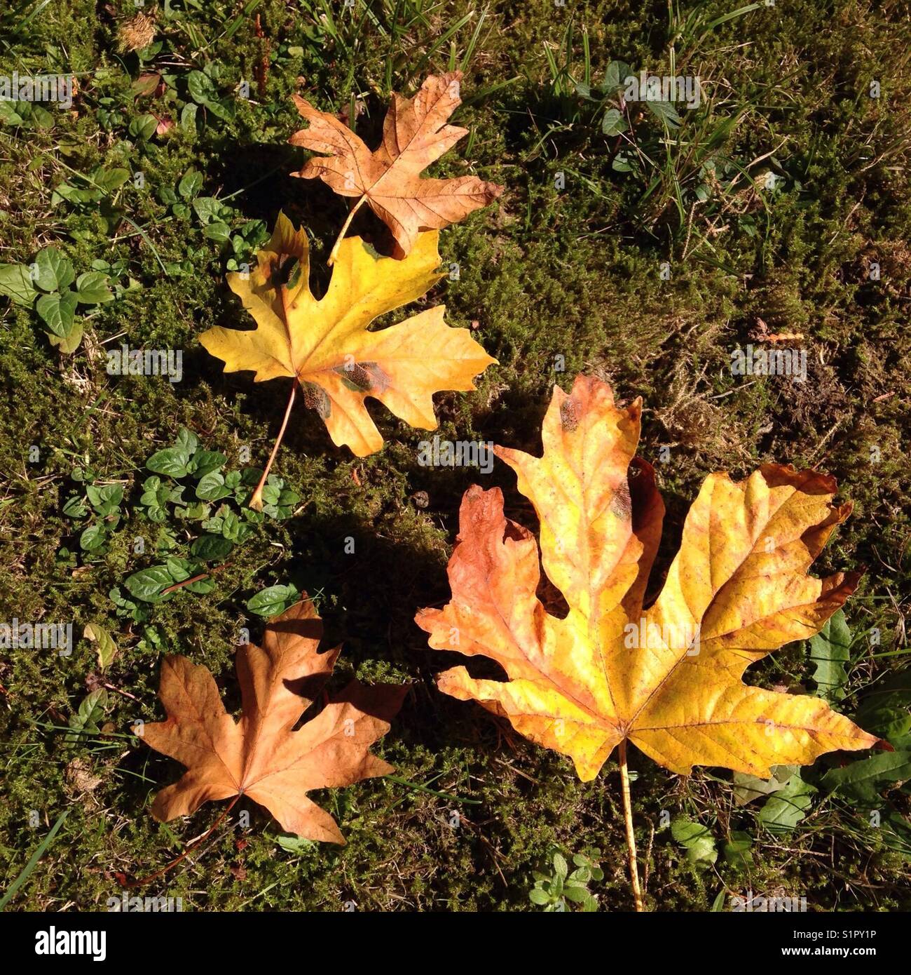 Autumn leaves in various stages of turning Stock Photo