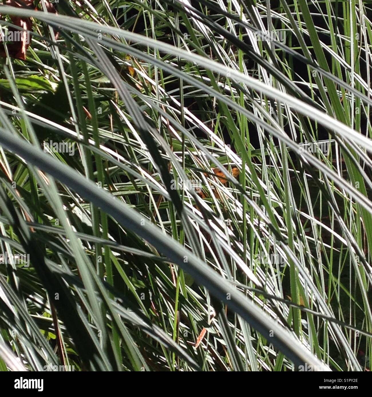 Tall grass blowing hi-res stock photography and images - Alamy