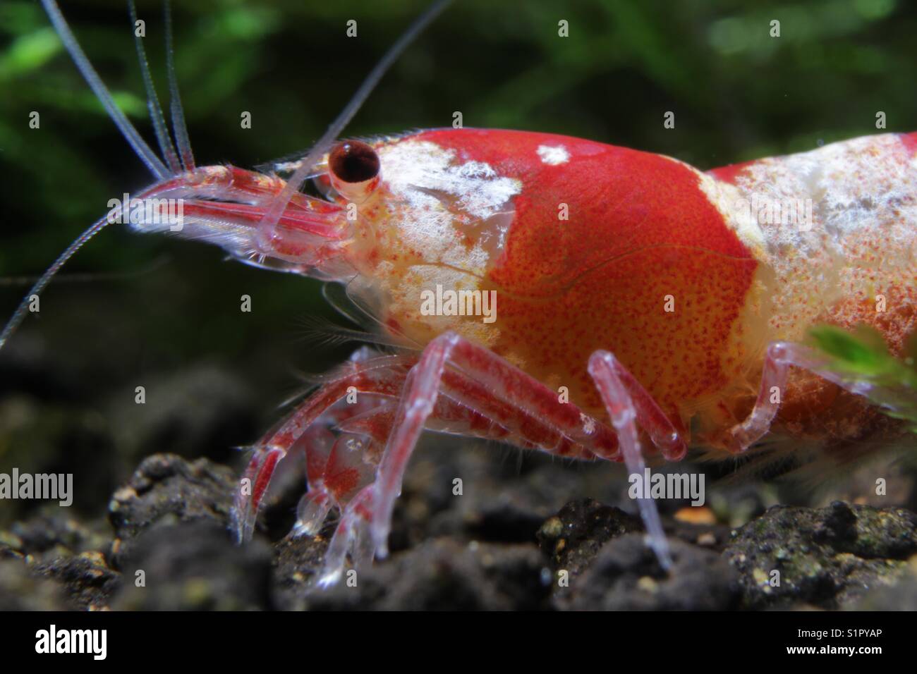 Crystal Red Shrimp Caridina Cantonensis Stock Photo