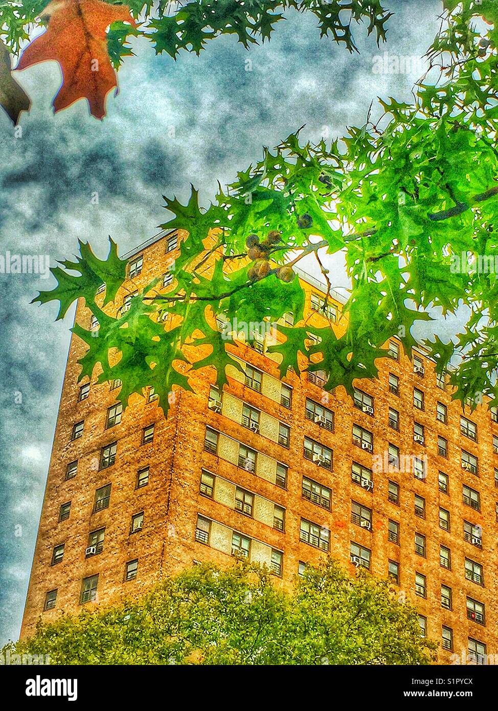 Large New York apartment building framed by Autumn leaves changing, acorns on an Oak tree Stock Photo