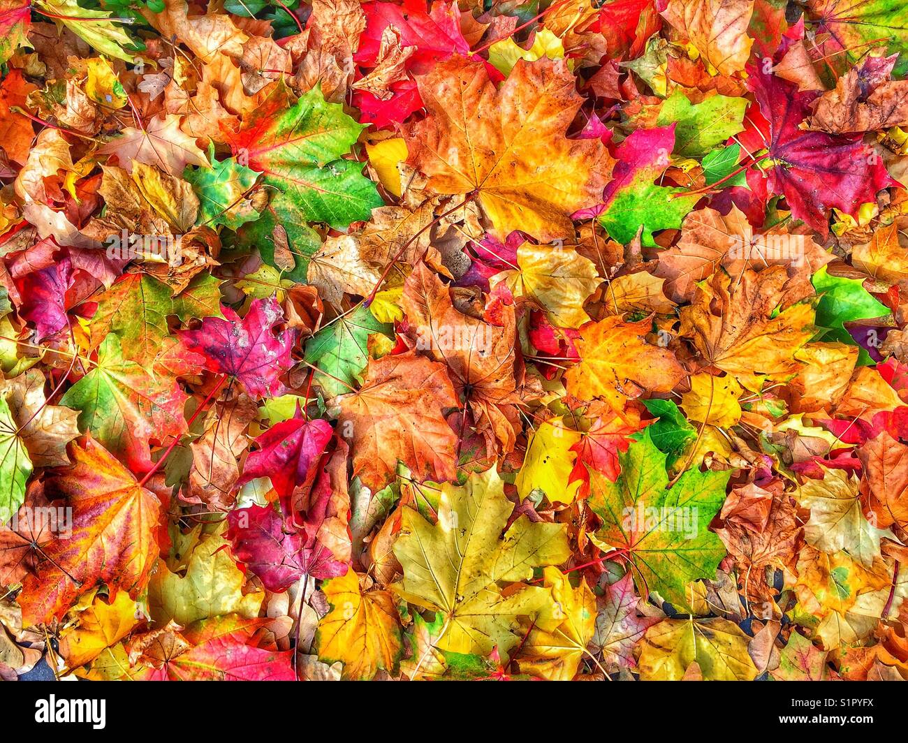 Autumn colours - Smartphone Captured Stock Image
