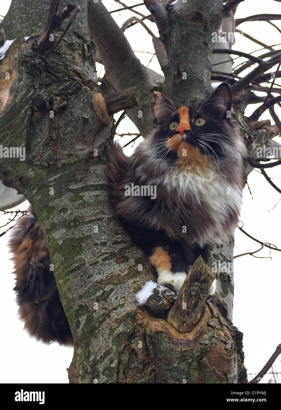 Norwegian forest cat climbing a tree Stock Photo