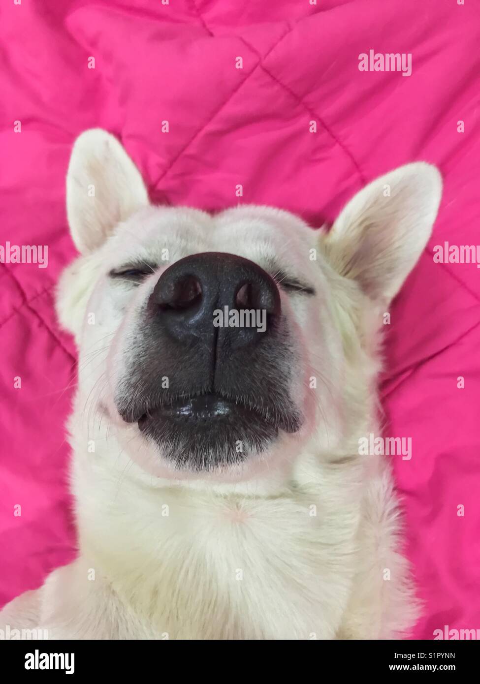 White Dog sleeps on pink blanket Stock Photo Alamy