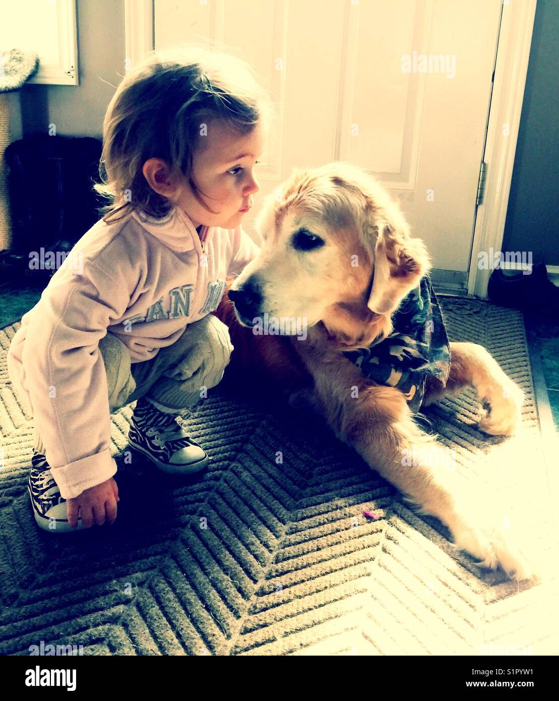 Toddler girl with Golden Retriever dog Stock Photo - Alamy