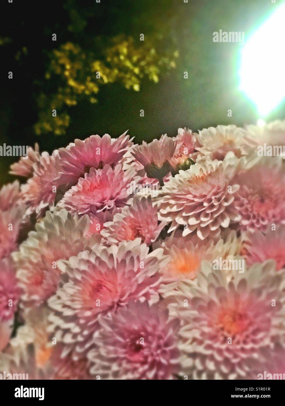 Pink Flowers at Night Stock Photo