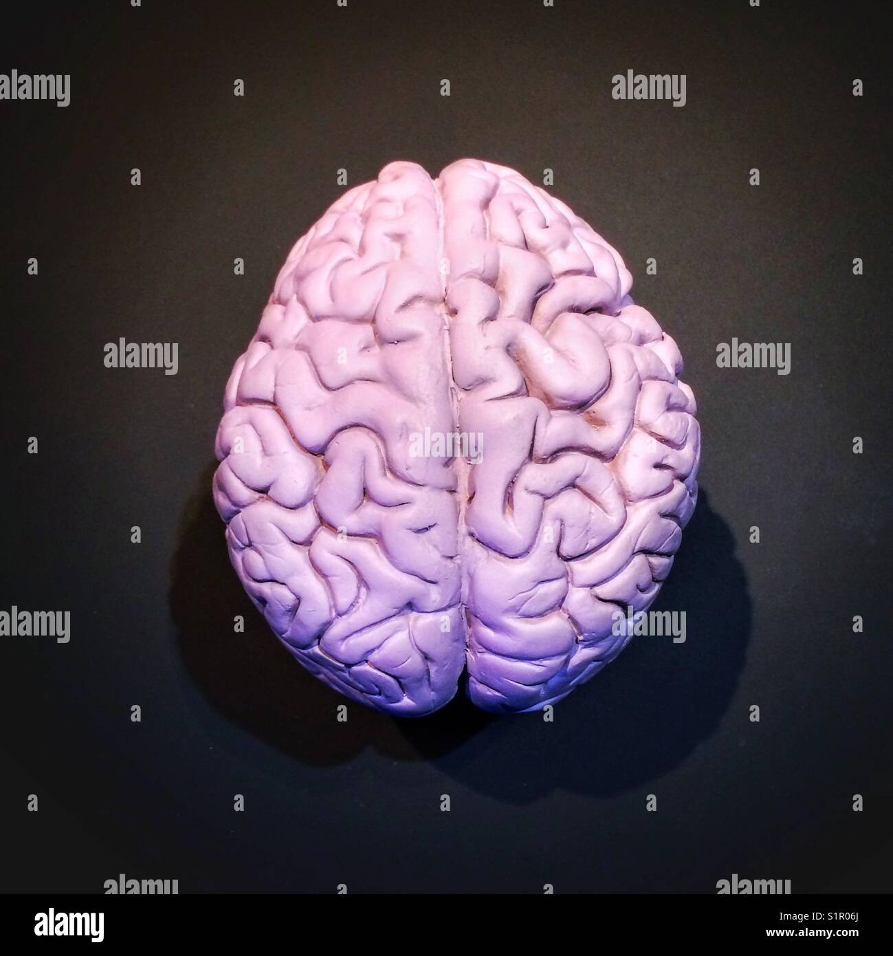 Model of human brain - Smartphone Captured Stock Image