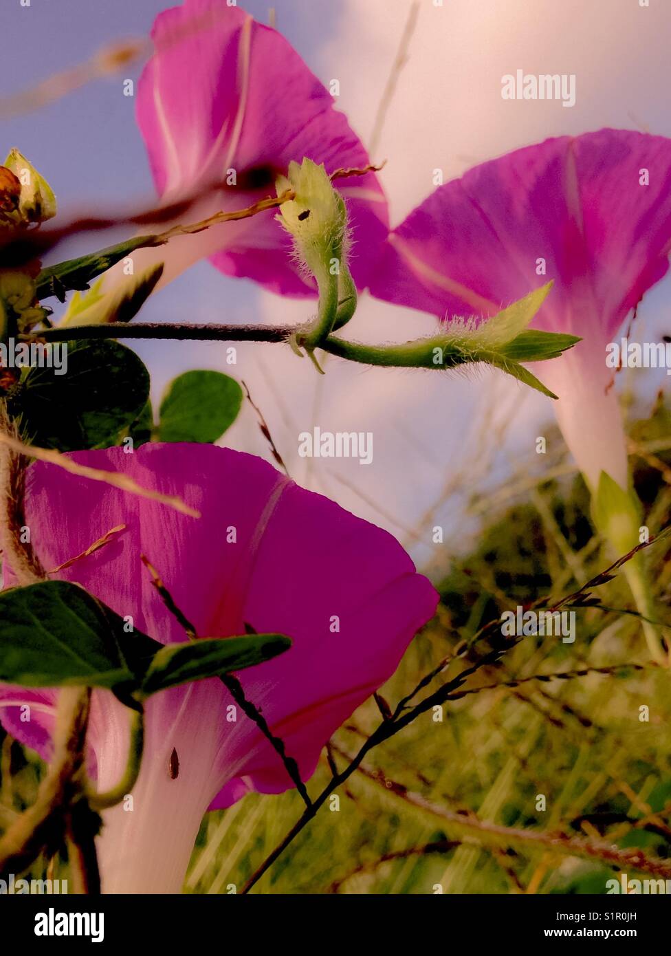 Three graceful morning glories in field of buckwheat - Smartphone Captured Stock Image